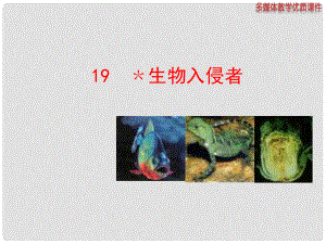 八年級語文上冊 19 生物入侵者課件 新人教版