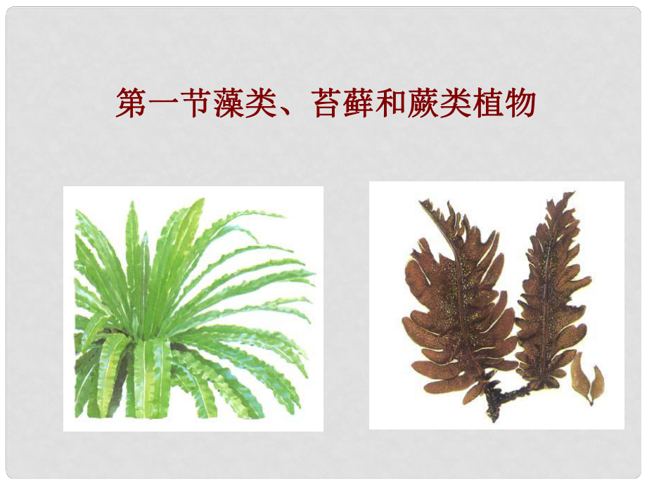 湖北省麻城市集美學(xué)校七年級(jí)生物上冊(cè)《第三單元 第一章 第一節(jié) 藻類(lèi)、苔蘚和蕨類(lèi)植物》課件 新人教版_第1頁(yè)