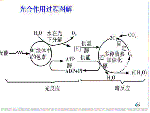 高三生物二輪復習 專題二 細胞代謝 第2講 光合作用和細胞呼吸課件