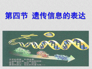基因指导蛋白质的合成(整理)