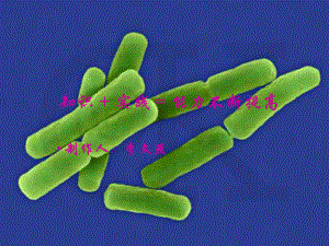 九年級(jí)生物 尿的形成和排出 ppt