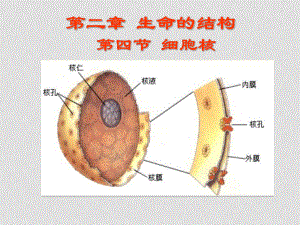 高中生物授新課課件細胞核和原核細胞 課件必修一