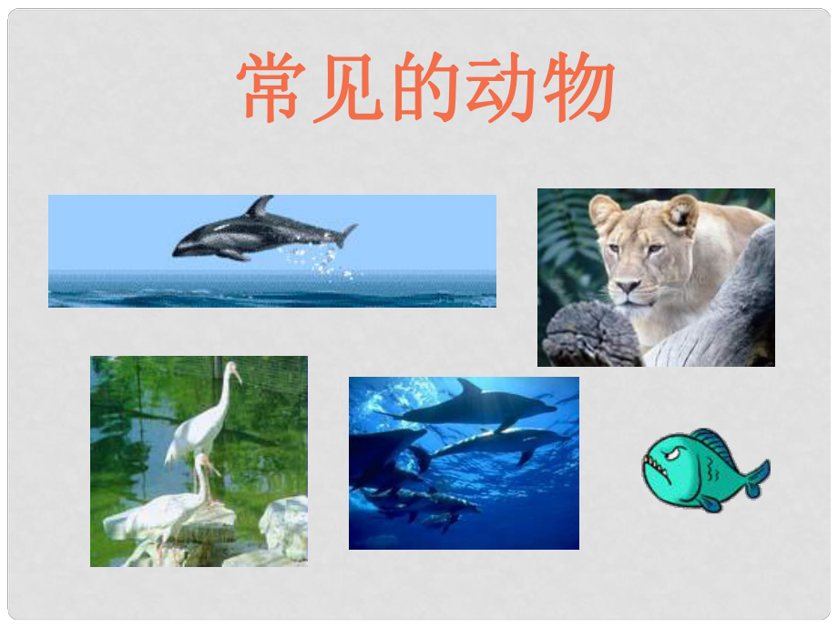 浙江省湖州市潯溪中學(xué)七年級(jí)科學(xué)上冊(cè) 常見的動(dòng)物課件 浙教版_第1頁