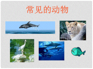 浙江省湖州市潯溪中學(xué)七年級科學(xué)上冊 常見的動物課件 浙教版