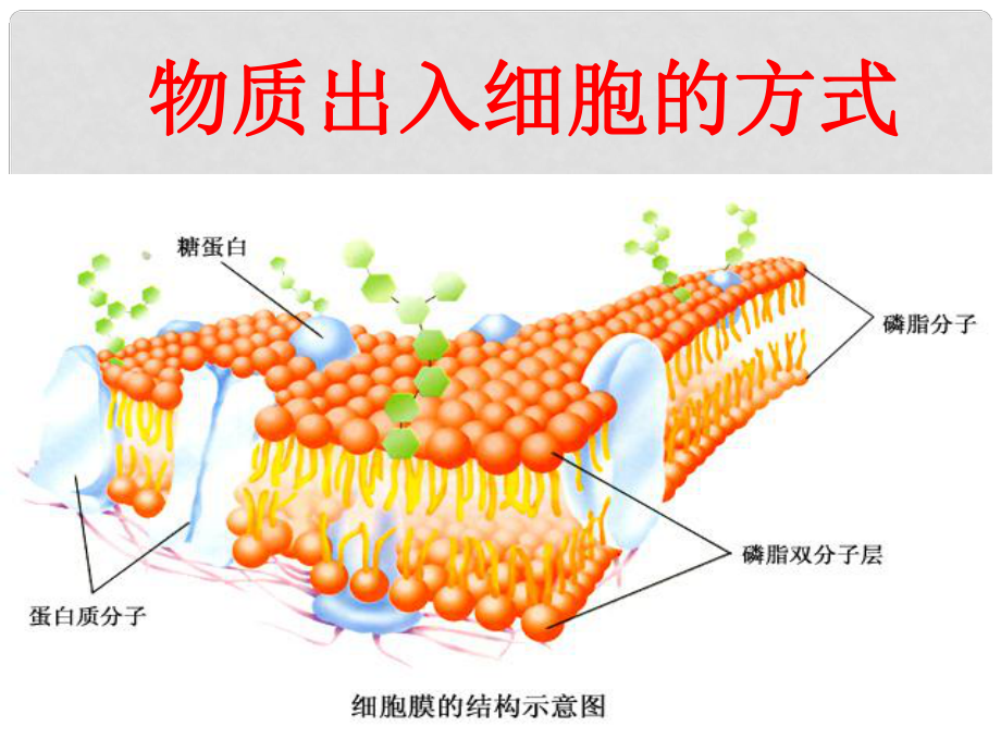 高一生物必修1 物質(zhì)出入 細胞的方式 課件_第1頁