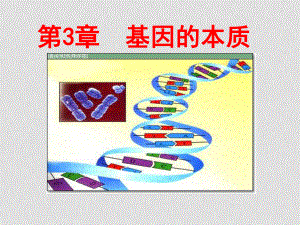 高一生物必修2 基因本質(zhì) 課件