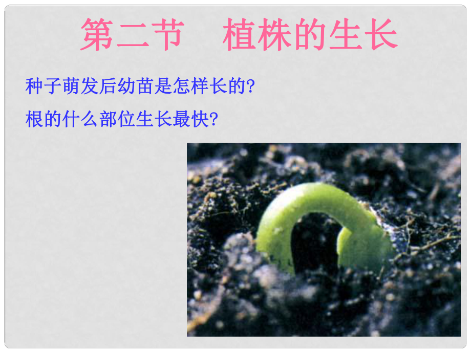 廣東省陽東廣雅中學(xué)七年級生物上冊《第三單元第二章 第二節(jié) 植株的生長》課件 新人教版_第1頁