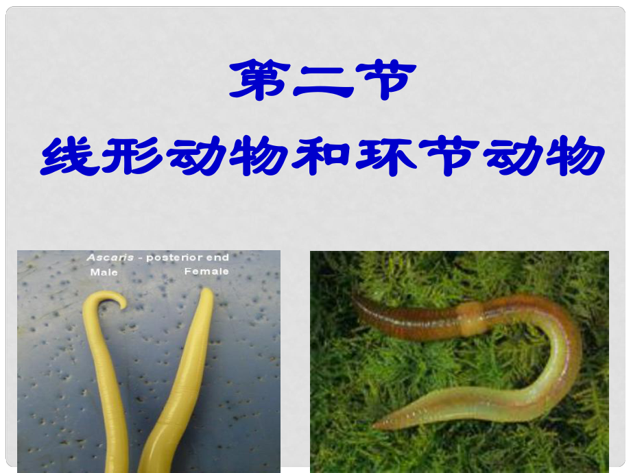 八年級生物上冊 第五單元 第一章 第二節(jié) 線形動物和環(huán)節(jié)動物課件 新人教版_第1頁