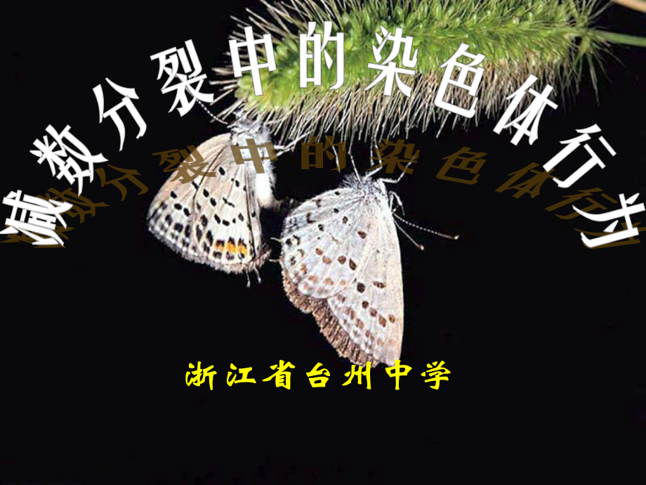 第一節(jié) 減數(shù)分裂中的染色體行為_第1頁