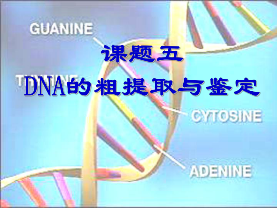 高中生物 專題5課題1 DNA的粗提取與鑒定課件2 新人教版選修1_第1頁(yè)