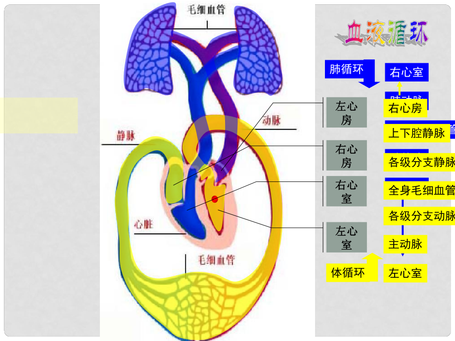 江西省贛縣第二中學(xué)七年級(jí)生物下冊(cè) 44 輸血和血型課件 新人教版_第1頁