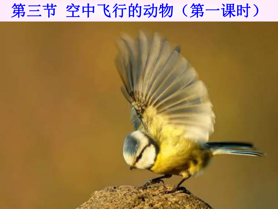 河南省濮陽市南樂縣張果屯鄉(xiāng)中學(xué)八年級生物上冊《第五單元第一章 各種環(huán)境中的動物 空中飛行的動物》課件 新人教版_第1頁