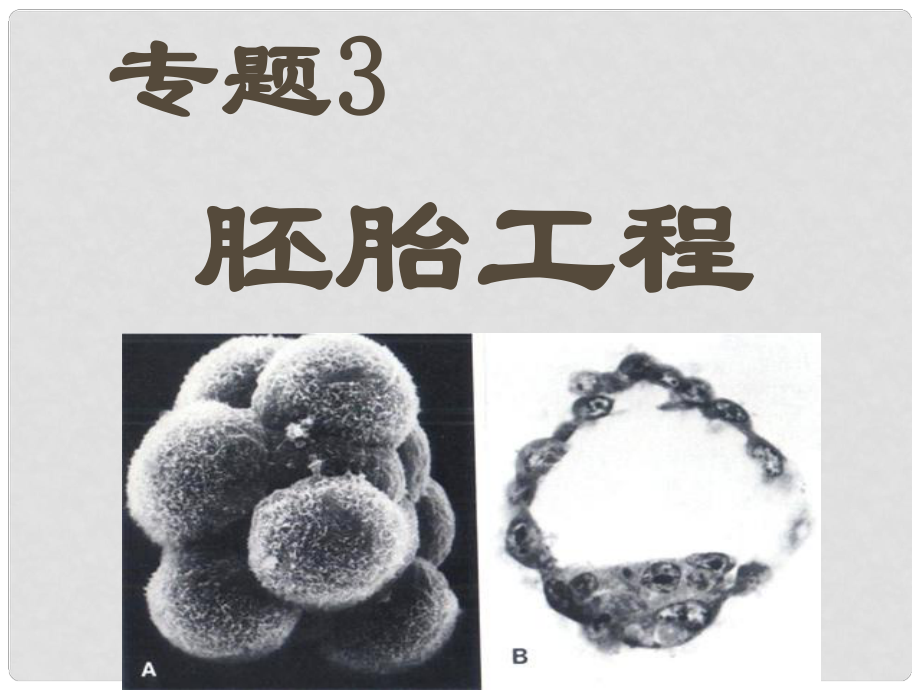 高中生物 專題3第一節(jié) 體內(nèi)受精和早期胚胎發(fā)育課件 新人教版選修3_第1頁