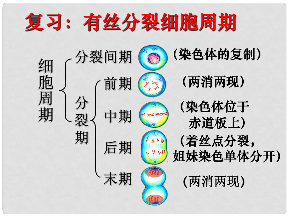 湖南省懷化市湖天中學(xué)高中生物 第2章 第1節(jié) 減數(shù)分裂和受精作用課件 新人教版必修2_第1頁(yè)