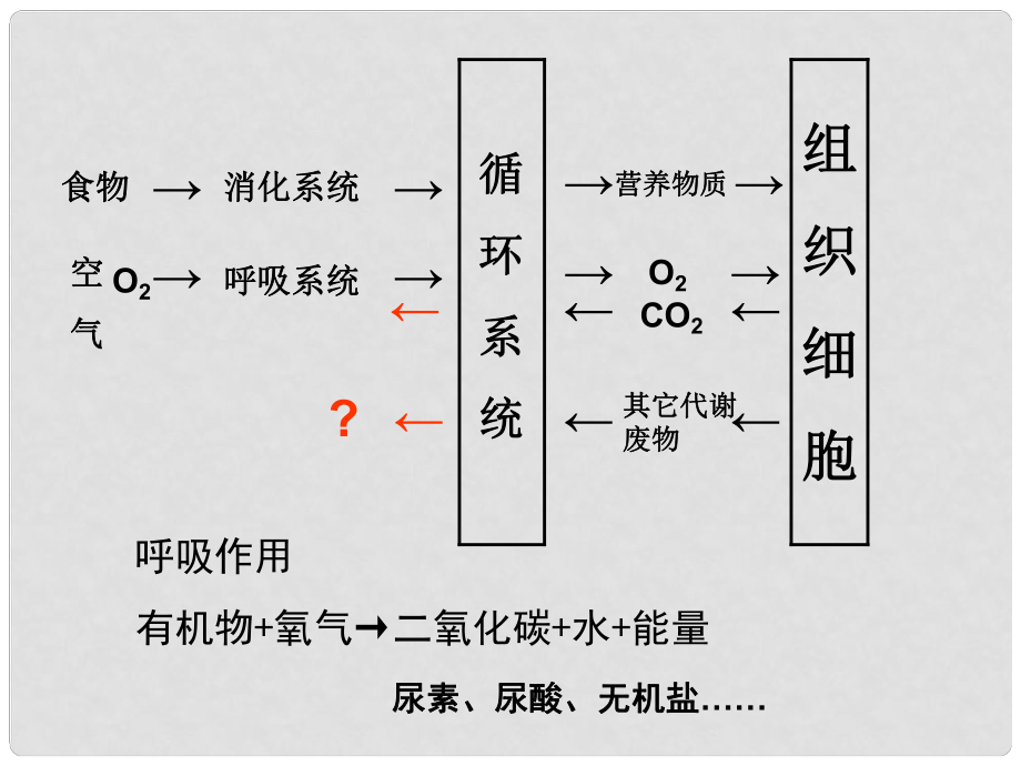 七年級生物下冊 尿的形成和排出課件 濟(jì)南版_第1頁