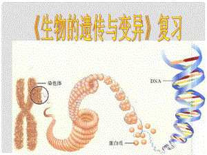 九年級生物 遺傳變異復(fù)習(xí)課件