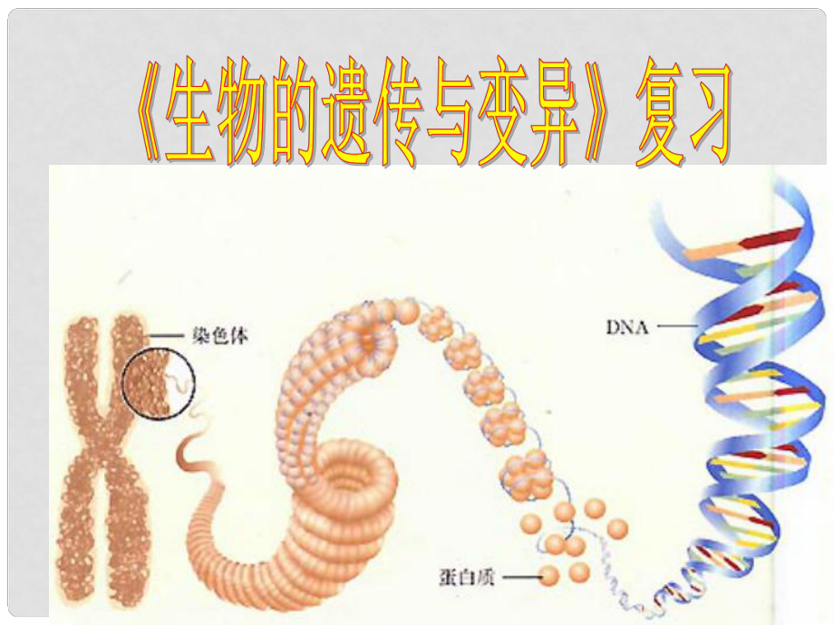 九年級(jí)生物 遺傳變異復(fù)習(xí)課件_第1頁(yè)