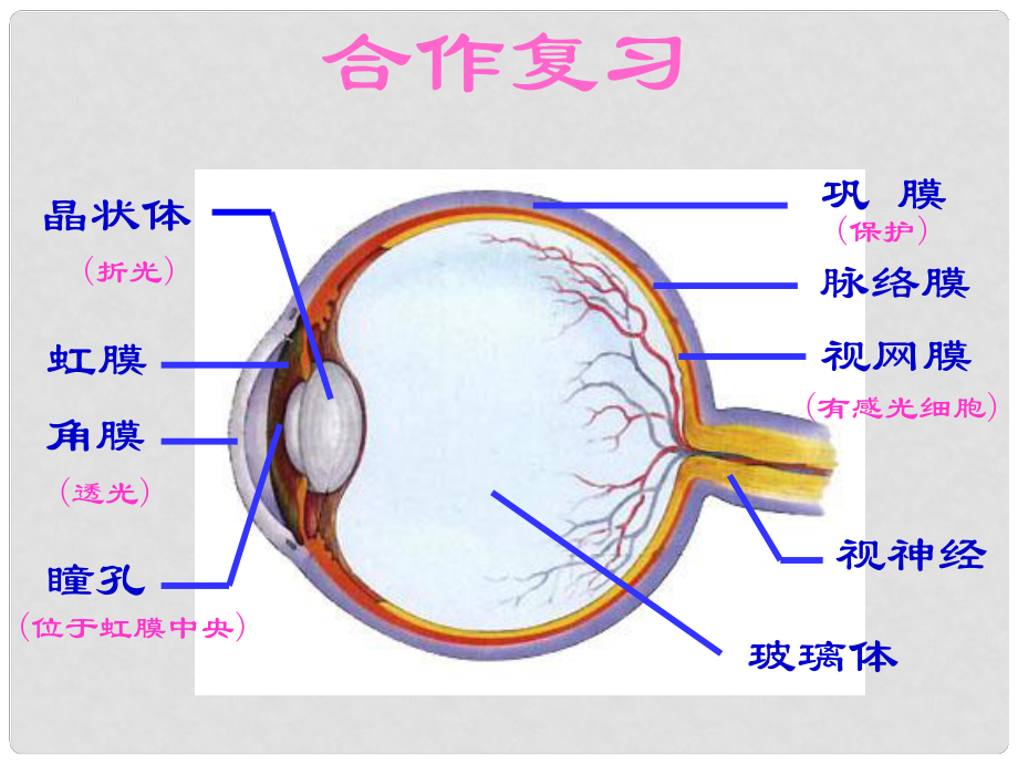 內(nèi)蒙古鄂爾多斯東勝區(qū)正東中學七年級生物下冊 第四單元 第六章 第二節(jié) 神經(jīng)系統(tǒng)的組成課件 新人教版_第1頁