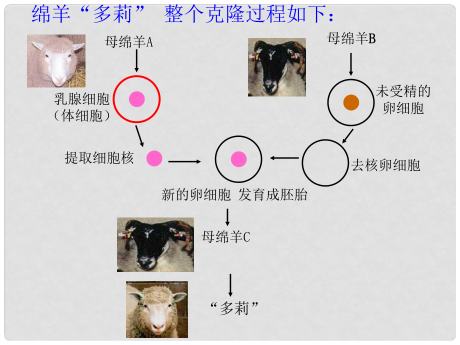 天津市寶坻區(qū)新安鎮(zhèn)第一初級中學(xué)七年級生物上冊 第二單元 第二章 第三節(jié) 細胞通過分裂產(chǎn)生新細胞課件 新人教版_第1頁