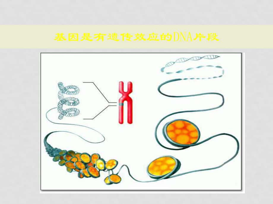 高中生物基因是有遺傳效應(yīng)的DNA片段 課件人教版必修二_第1頁