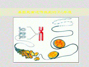 高中生物基因是有遺傳效應(yīng)的DNA片段 課件人教版必修二