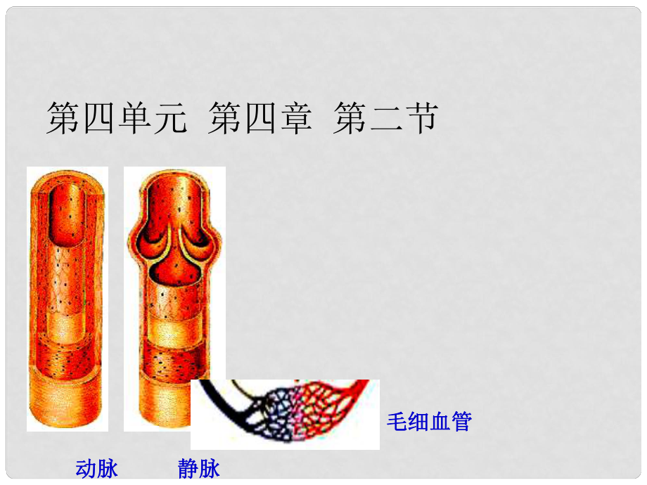 河北省高陽(yáng)縣宏潤(rùn)中學(xué)七年級(jí)生物下冊(cè) 第四單元 第四章 第二節(jié) 血流的管道血管課件 新人教版_第1頁(yè)