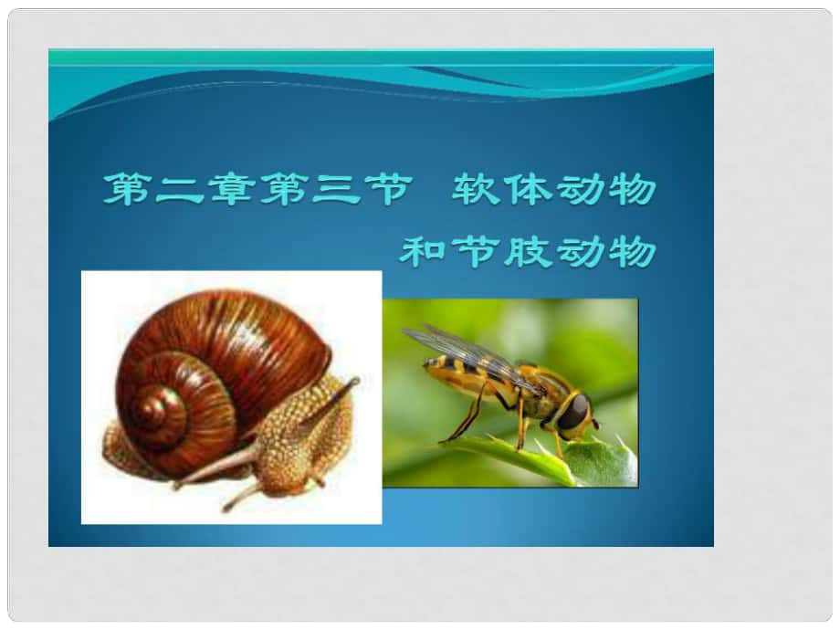 廣東省東莞市萬江區(qū)華江初級(jí)中學(xué)八年級(jí)生物上冊(cè) 軟體動(dòng)物課件 （新版）新人教版_第1頁