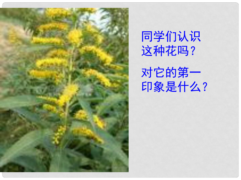 浙江省溫州市第二十中學(xué)八年級(jí)語(yǔ)文上冊(cè)《第19課 生物入侵者》課件 新人教版_第1頁(yè)