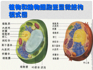 浙江省杭州市周浦中學(xué)七年級科學(xué)上冊 細(xì)胞的結(jié)構(gòu)課件 浙教版