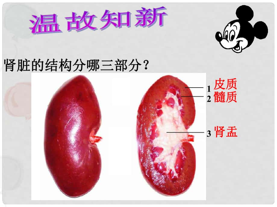 七年級(jí)生物下冊(cè) 尿液的形成和排出課件 濟(jì)南版_第1頁(yè)