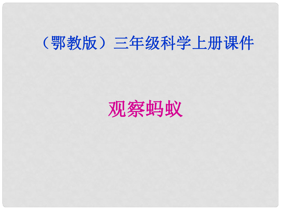 四年級(jí)科學(xué)上冊 觀察螞蟻 1課件 鄂教版_第1頁