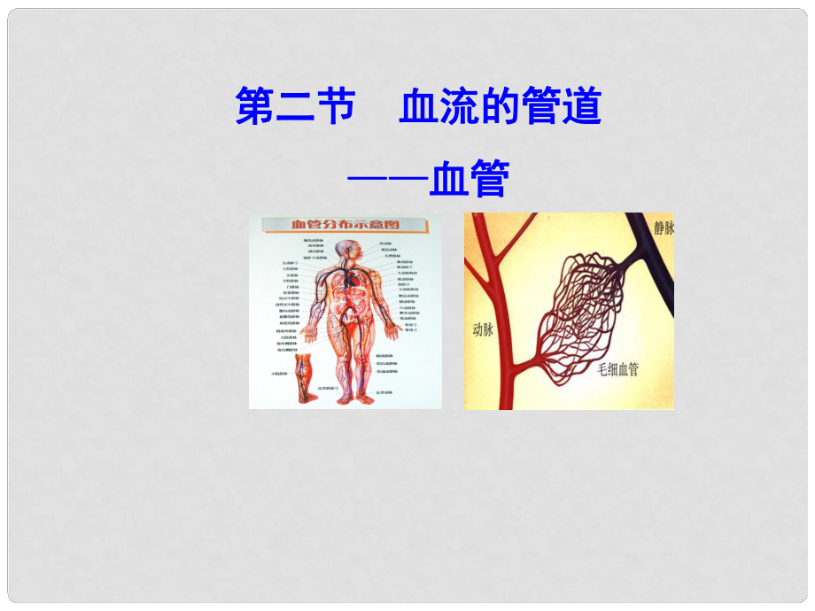 廣東省深圳市文匯中學(xué)七年級(jí)生物下冊(cè) 第二節(jié) 血流的管道血管課件 新人教版_第1頁(yè)