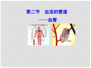 廣東省深圳市文匯中學(xué)七年級生物下冊 第二節(jié) 血流的管道血管課件 新人教版