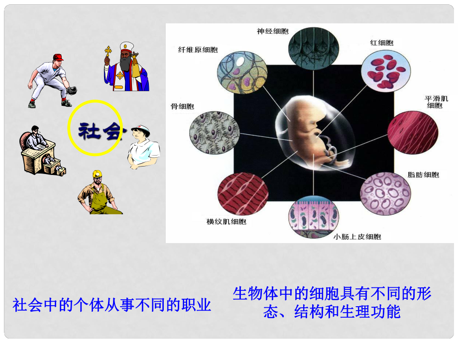 高中生物 第六章 第二節(jié) 細(xì)胞的分化課件 新人教版必修1_第1頁(yè)