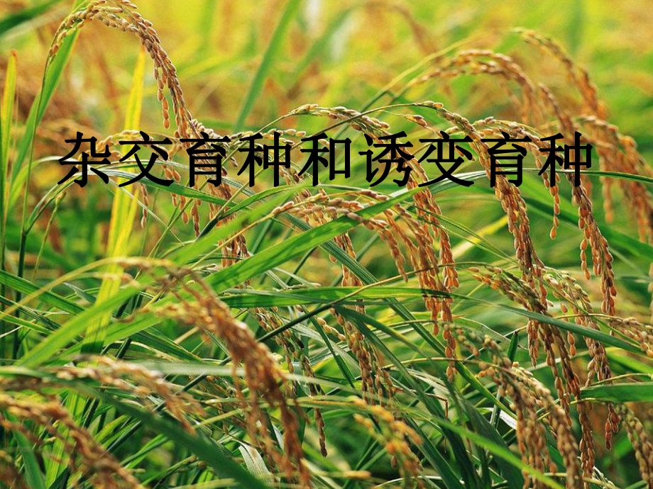 高考生物專題復(fù)習(xí) 雜交育種與誘變育種 ppt_第1頁