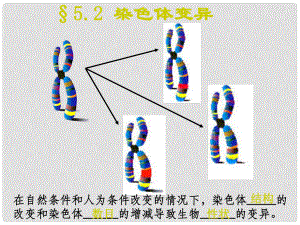 高一生物必修2 染色體變異課件