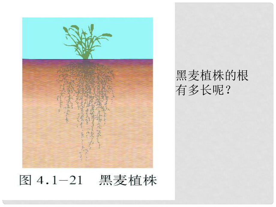 四川省崇州市白頭中學(xué)八年級(jí)生物上冊 根的結(jié)構(gòu)與功能課件 濟(jì)南版_第1頁