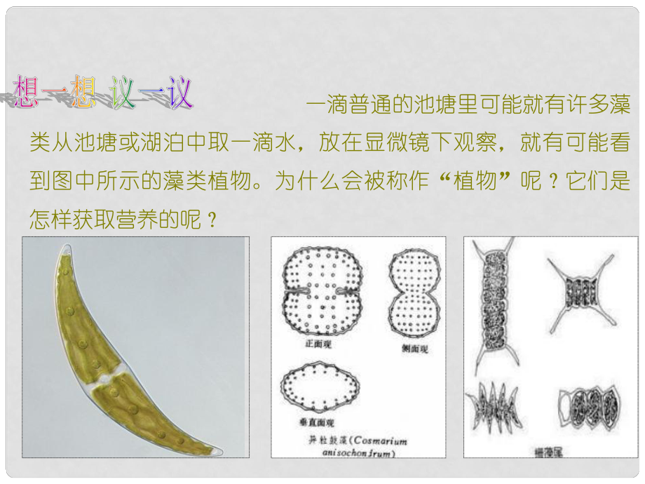 七年級生物上冊 第三單元 第一章 第一節(jié) 藻類、苔蘚和厥類植物課件 新人教版_第1頁