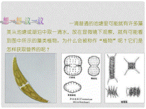 七年級生物上冊 第三單元 第一章 第一節(jié) 藻類、苔蘚和厥類植物課件 新人教版