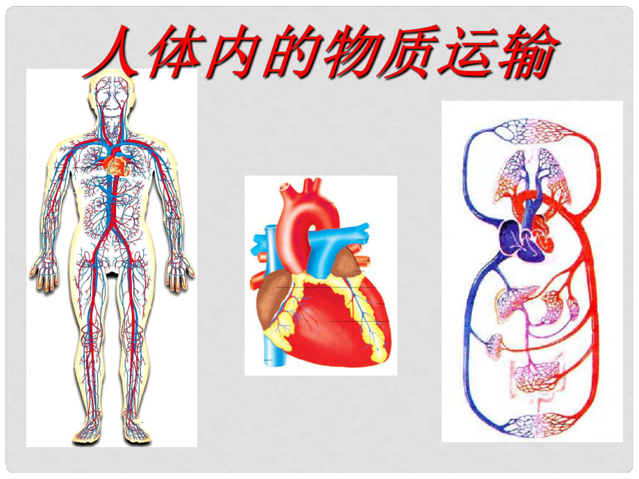 山東省淄博市臨淄區(qū)皇城鎮(zhèn)第二中學(xué)中考生物復(fù)習(xí) 人體內(nèi)物質(zhì)的運(yùn)輸課件_第1頁(yè)