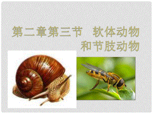 湖北省武漢為明實(shí)驗(yàn)學(xué)校八年級(jí)生物上冊(cè) 第五單元 第一章 第三節(jié) 軟體動(dòng)物和節(jié)肢動(dòng)物課件 （新版）新人教版