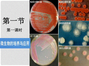 高中生物 專題二課題一 微生物的實(shí)驗(yàn)室培養(yǎng)課件 新人教版必修1