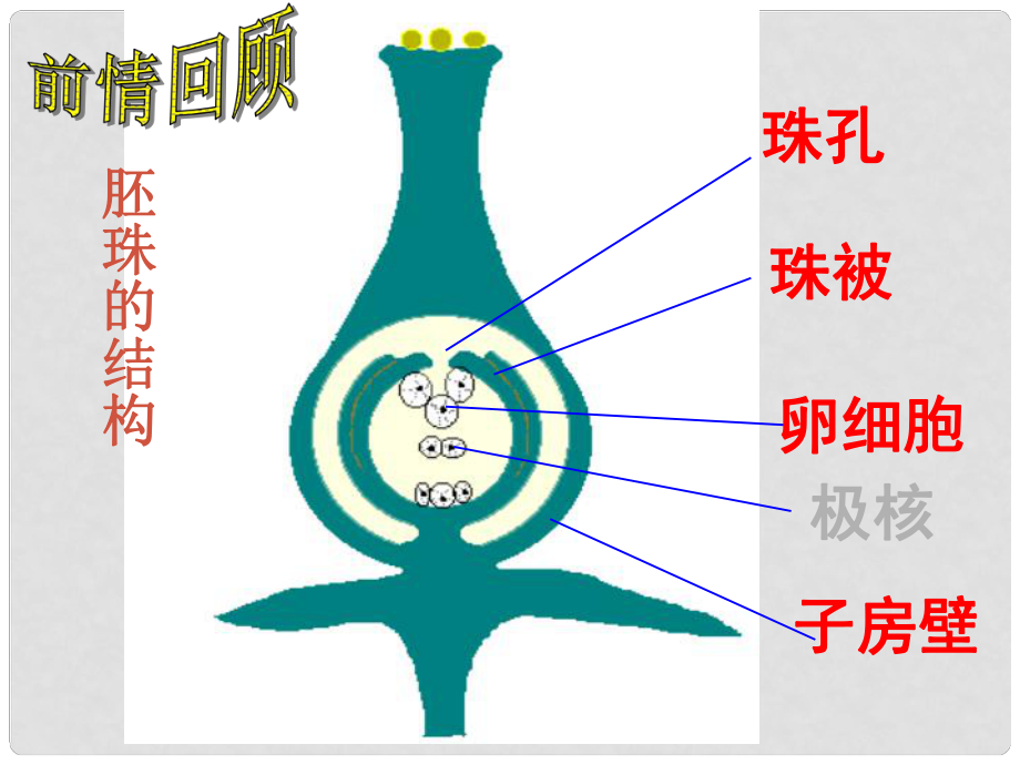 八年級生物上冊 第一章 第三節(jié) 果實和種子的形成課件 濟南版_第1頁