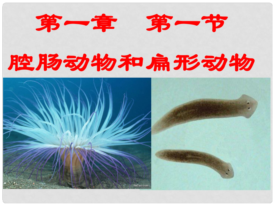 廣東省東莞市萬江區(qū)華江初級中學八年級生物上冊 腔腸動物和扁形動物課件 （新版）新人教版_第1頁