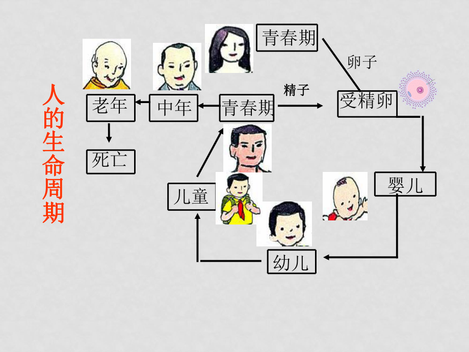 高一生物必修1 細(xì)胞的分化 ppt_第1頁