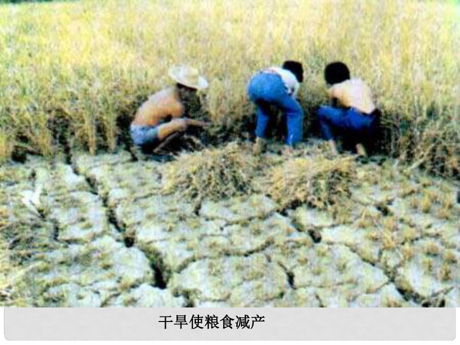 山东省淄博市桓台县起凤中学七年级生物上册 绿色植物的生活需要水课件 鲁科版_第1页