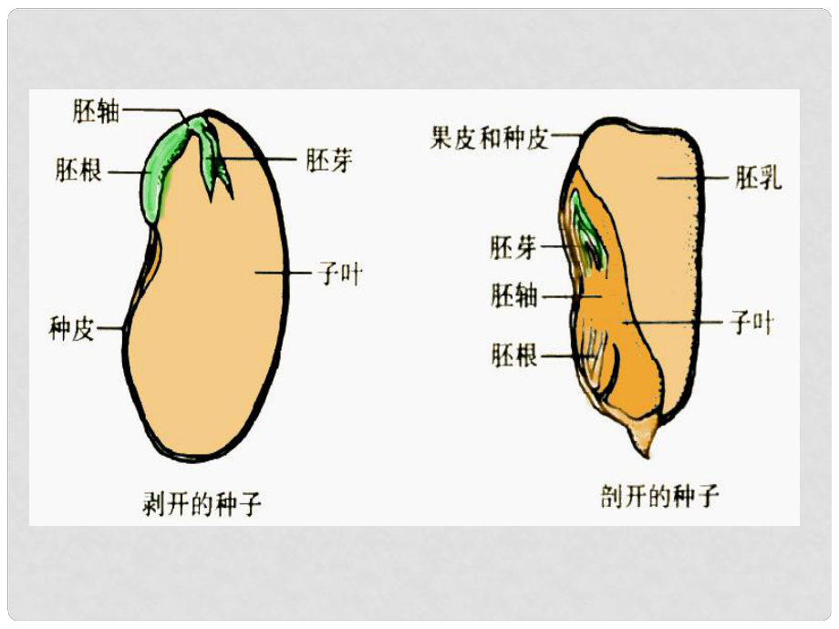 山東省臨沂市蒙陰縣第四中學(xué)七年級(jí)生物上冊(cè) 第三單元 第二章 被子植物的一生復(fù)習(xí)課件 （新版）新人教版_第1頁(yè)