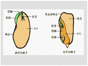 山東省臨沂市蒙陰縣第四中學(xué)七年級生物上冊 第三單元 第二章 被子植物的一生復(fù)習(xí)課件 （新版）新人教版