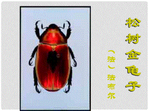 江蘇省泰興市西城中學(xué)七年級(jí)語(yǔ)文下冊(cè)《第16課 松樹(shù)金龜子》課件 （新版）蘇教版