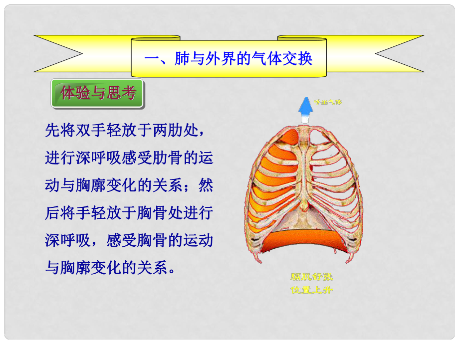 七年級生物下冊32發生在肺內的氣體交換課件新人教版